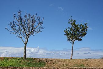 Two contrasting trees on a hill against a blue sky