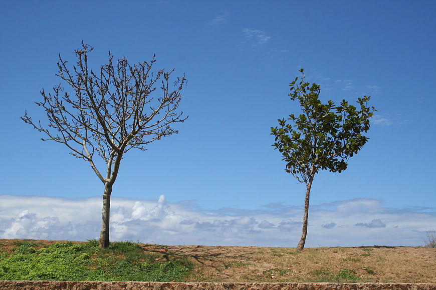 Two contrasting trees on a hill against a blue sky