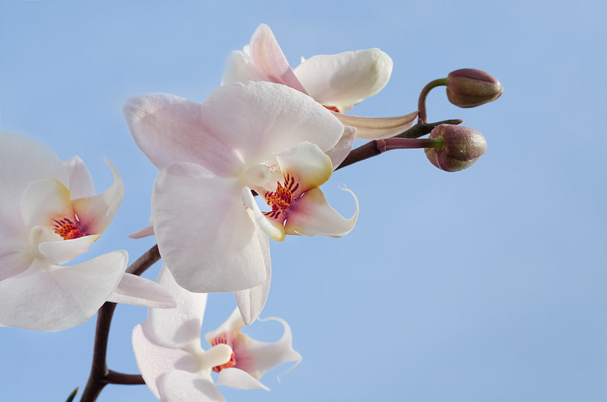 White Orchid Blooms Against Blue Sky Background