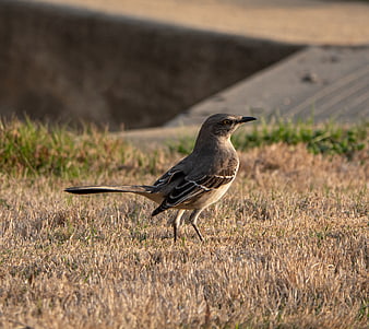 Northern Mockingbird Walking on Dry Grass in Sunlight