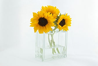 Bright Sunflowers in Clear Glass Vase on White Background