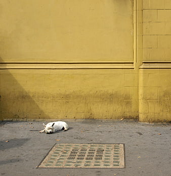 White dog sleeping on sidewalk against yellow wall