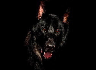 Dramatic portrait of a black German Shepherd dog