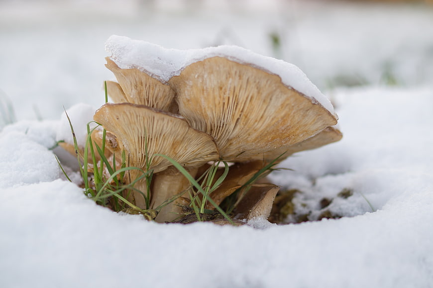 Oyster mushrooms emerging from snow in winter forest
