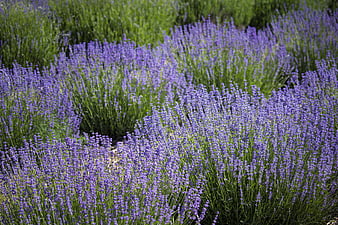 Vibrant purple lavender field in full summer bloom
