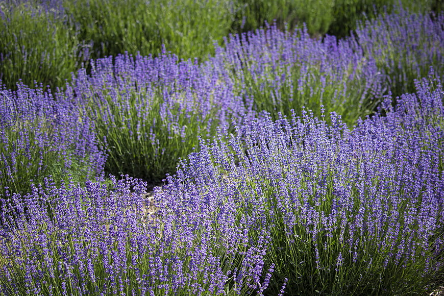 Vibrant purple lavender field in full summer bloom