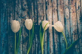 White Tulips on Vintage Blue Wooden Background