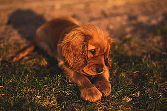 Cute Golden Retriever Puppy Lying on Grass in Golden Hour