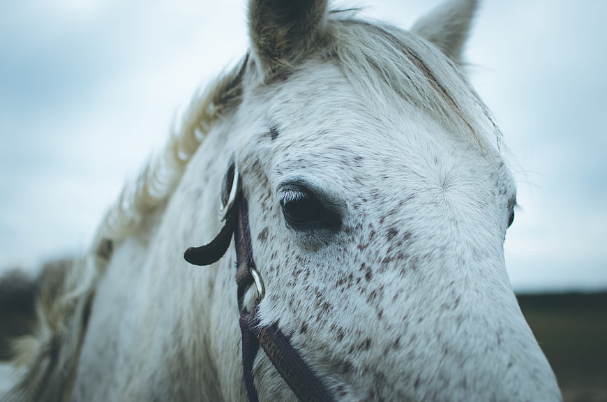 Close-up portrait of a white speckled horse with bridle