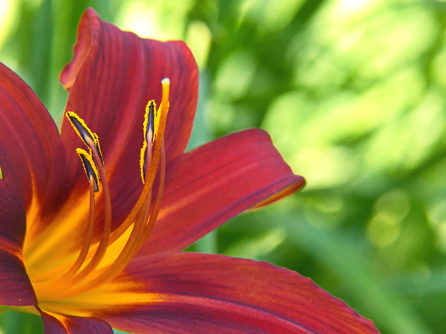 Close-up of vibrant red daylily flower with yellow center