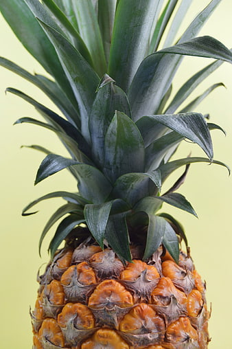 Close-up of ripe pineapple with green leaves on yellow background