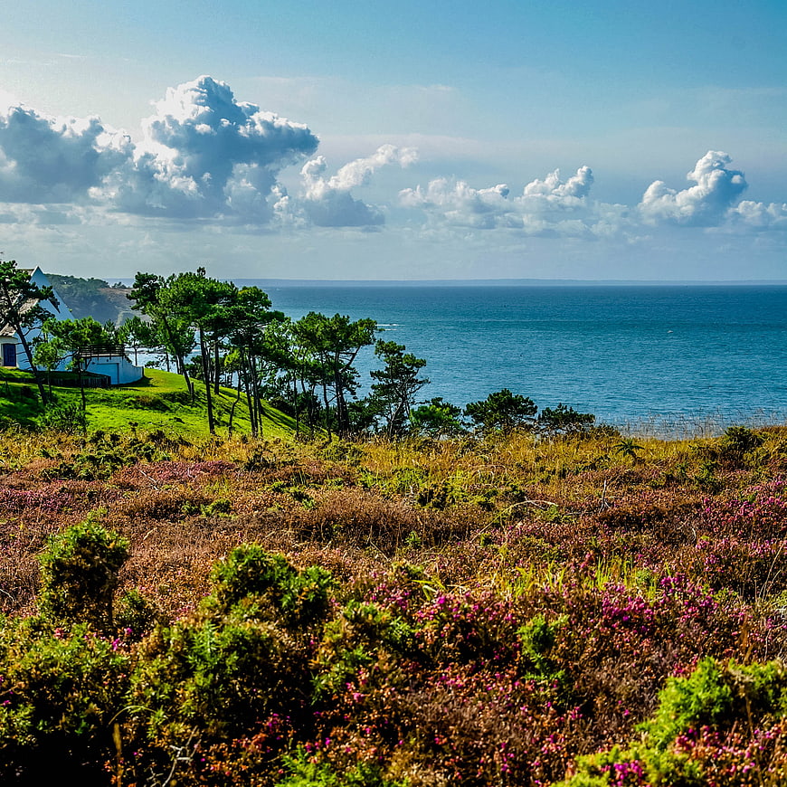 Scenic coastal landscape with heather, pine trees, and ocean view