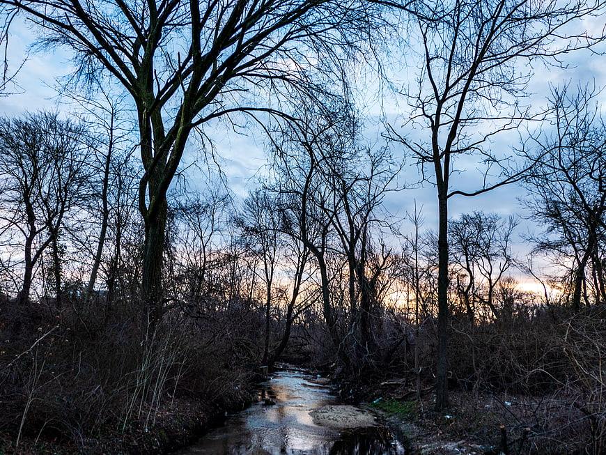 Barren Winter Forest Stream at Dusk with Bare Trees