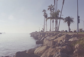 Vintage coastal landscape with palm trees and rocky shore