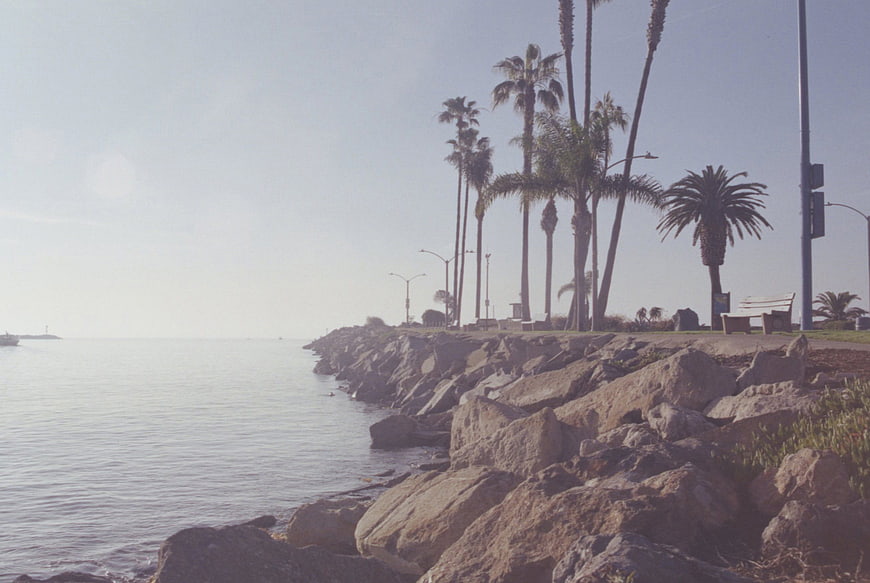 Vintage coastal landscape with palm trees and rocky shore