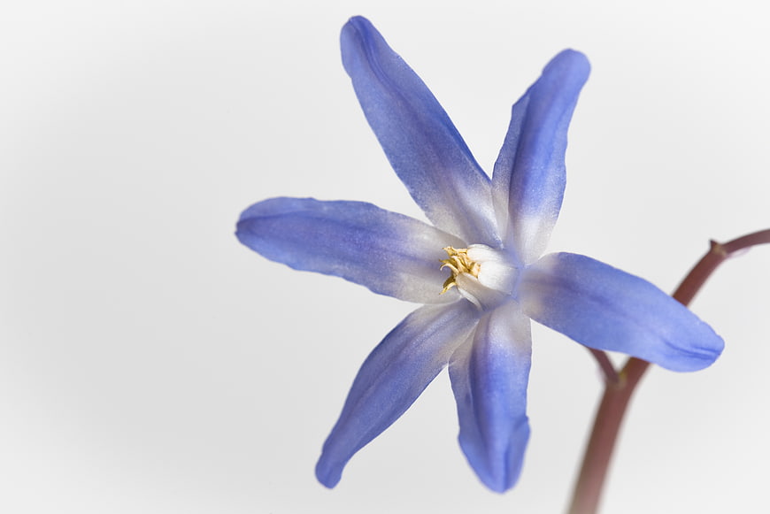 Close-up of a delicate blue Scilla flower on white background