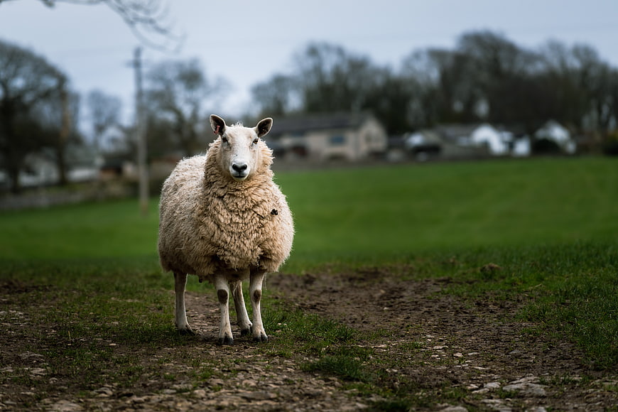 Portrait of a fluffy sheep standing in a green pasture
