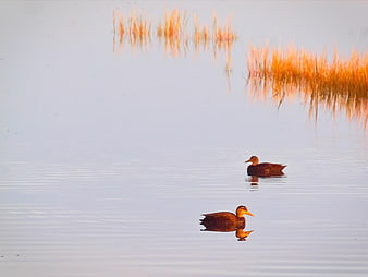 Two ducks swimming in calm lake water with golden reeds