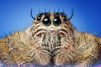 Extreme Macro Close-up of Hairy Spider Face