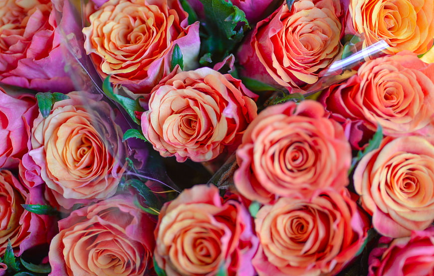 Close-up of vibrant orange and pink roses in a bouquet