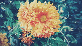 Vibrant Orange Chrysanthemums in a Garden