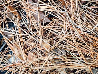 Close-up texture of dry pine needles and leaves on forest floor