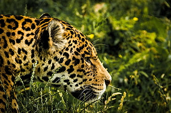 Close-up profile of a leopard in tall green grass