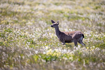 Young deer standing alert in a sunny meadow