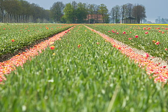 Mowed rows of tulips in a Dutch spring field