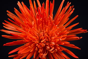 Vibrant Orange Chrysanthemum Flower Close Up on Black