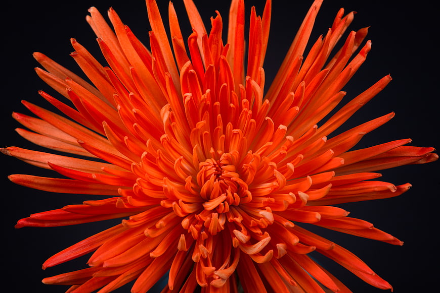 Vibrant Orange Chrysanthemum Flower Close Up on Black