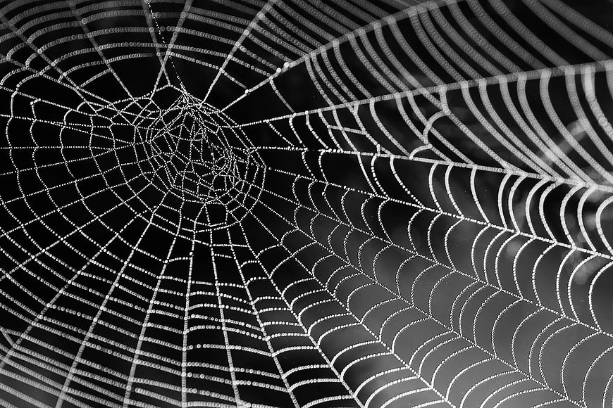 Black and white spider web with dew drops pattern