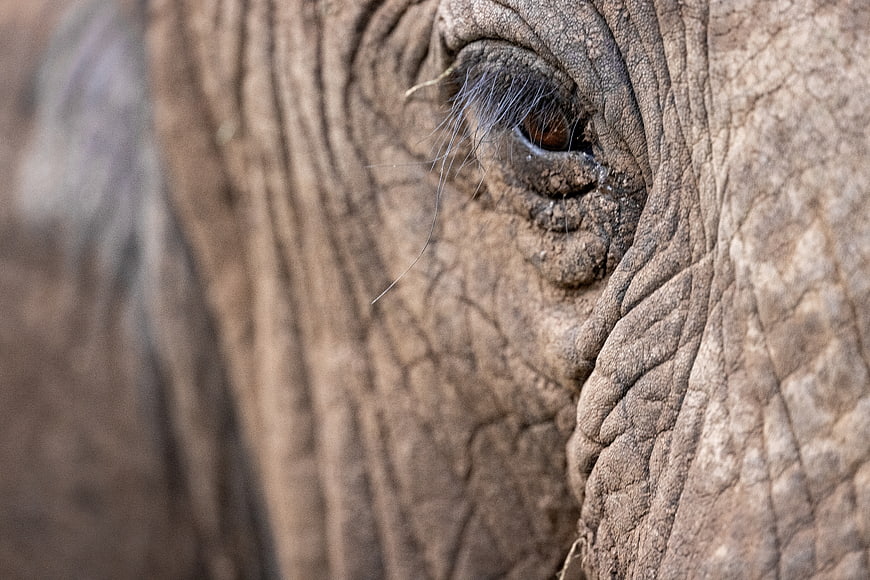 Close-up of wrinkled elephant eye and textured skin