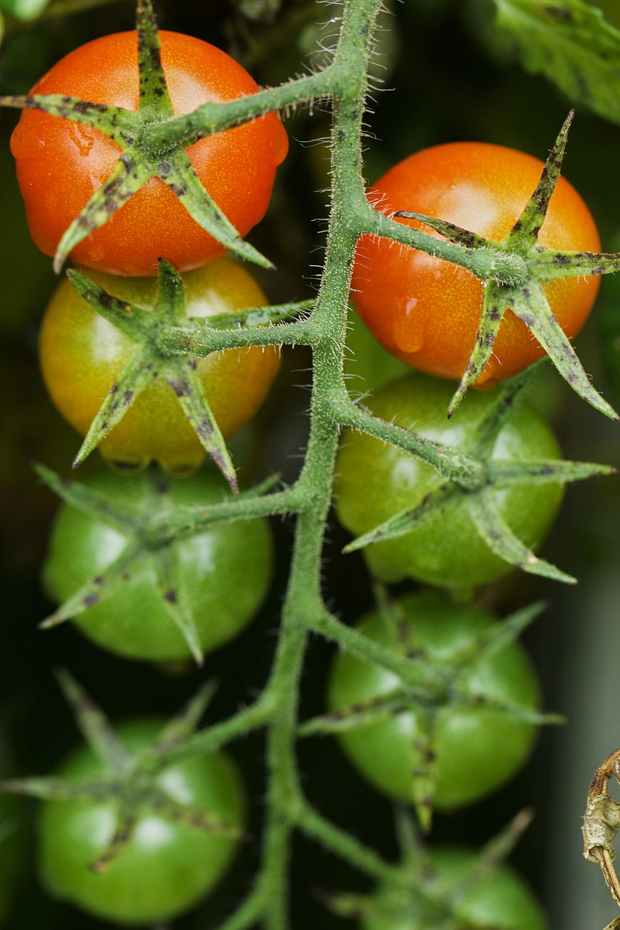 Close-up of ripening cherry tomatoes on the vine