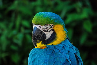 Close-up of Blue and Yellow Macaw Parrot