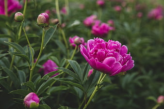 Vibrant Pink Peony Flower in Bloom with Green Leaves