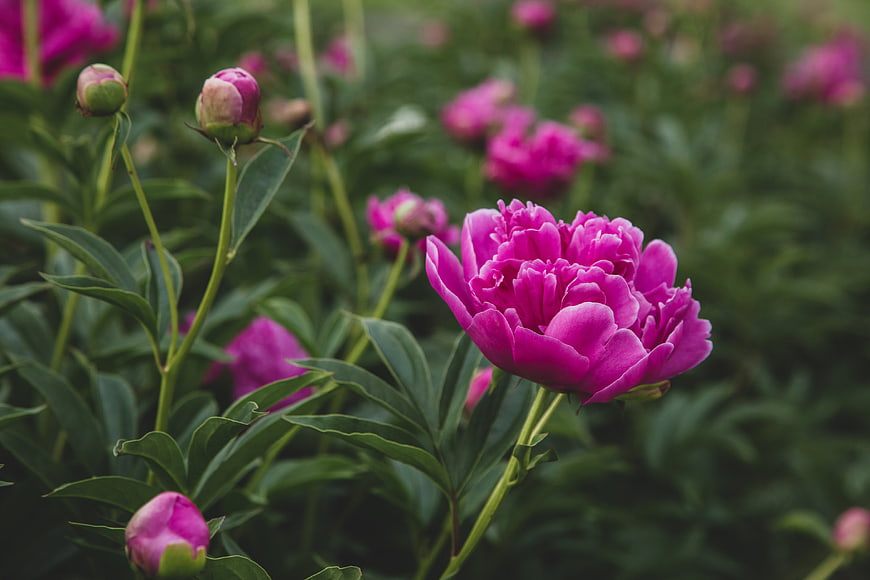 Vibrant Pink Peony Flower in Bloom with Green Leaves