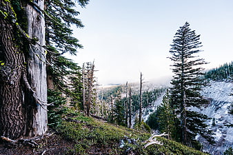 Snowy Mountain Forest Landscape with Tall Pine Trees