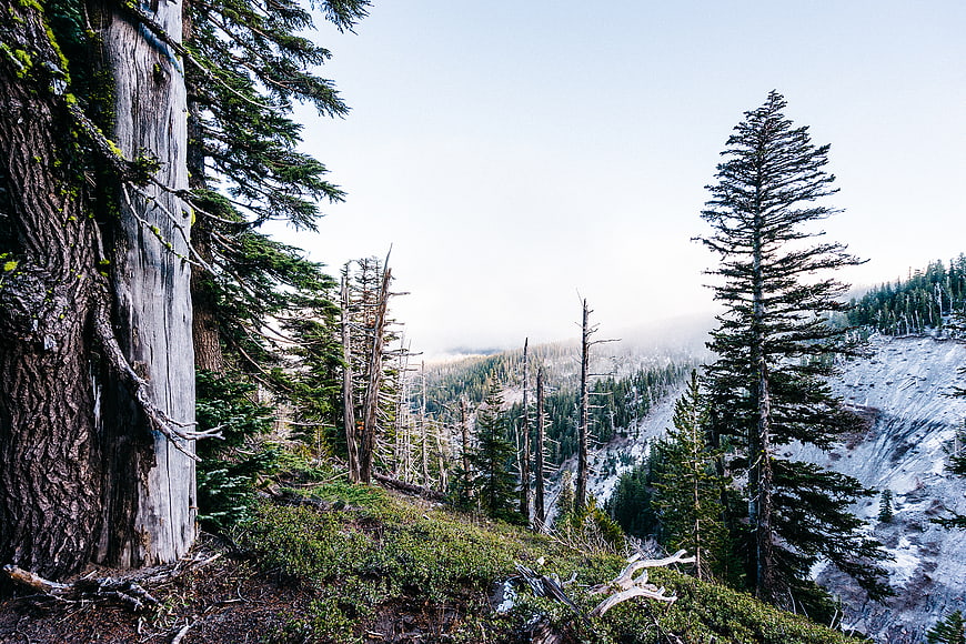 Snowy Mountain Forest Landscape with Tall Pine Trees