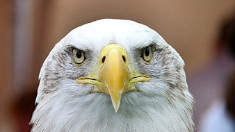 Close-up portrait of a bald eagle head with intense gaze