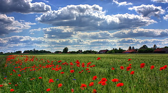 Vibrant Red Poppies in Green Meadow Under Blue Sky