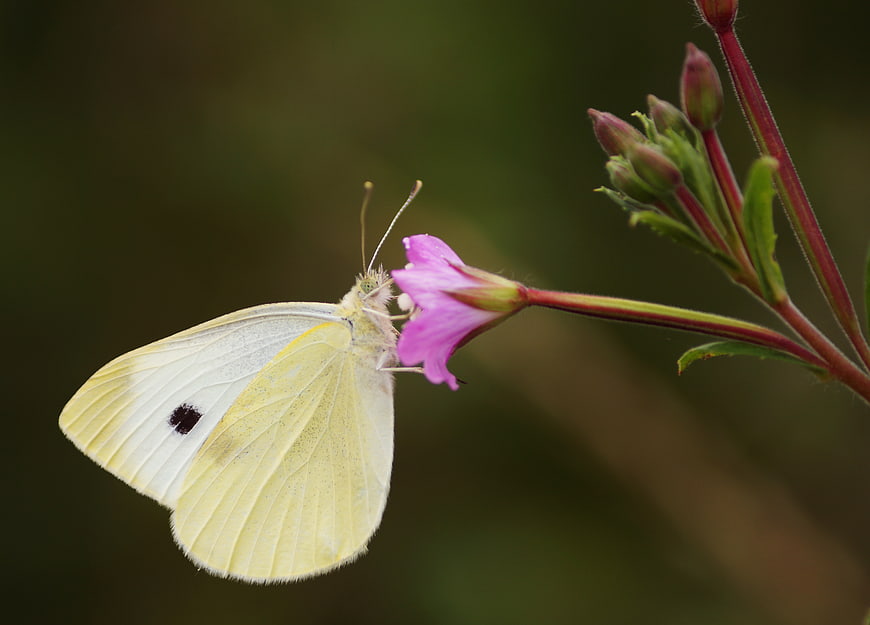 White Cabbage Butterfly Feeding on Pink Evening Primrose