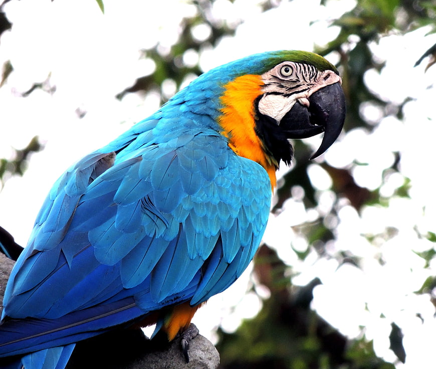 Vibrant Blue and Yellow Macaw Parrot Close-Up
