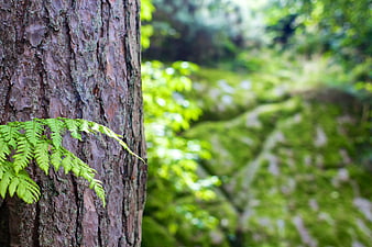 Close-up of Fern Frond on Tree Bark with Blurred Forest Background