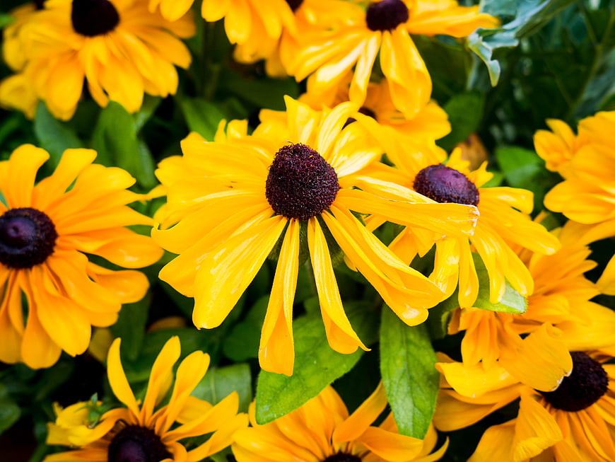 Vibrant yellow black-eyed susan flowers in a lush garden