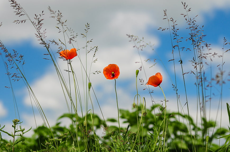 Vibrant red poppies in a meadow against a blue sky