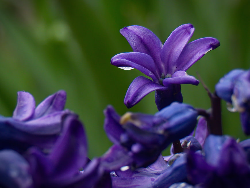 Close-up of purple hyacinth flower with rain droplets