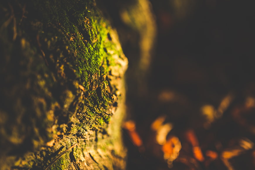 Close-up of mossy tree bark in dark forest