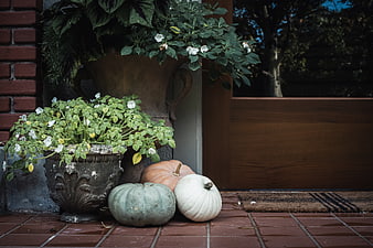 Autumn Pumpkins and Potted Plants on a Brick Porch