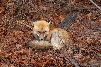 Red Fox Resting in Autumn Forest Underbrush